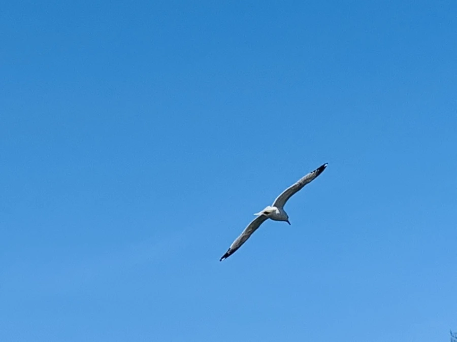 IMG_9308.jpg?type=w966