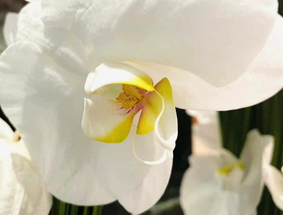 IMG_3854.jpg?type=w966