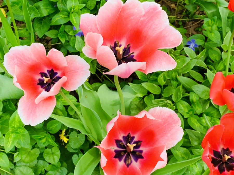 IMG_6970.jpg?type=w966