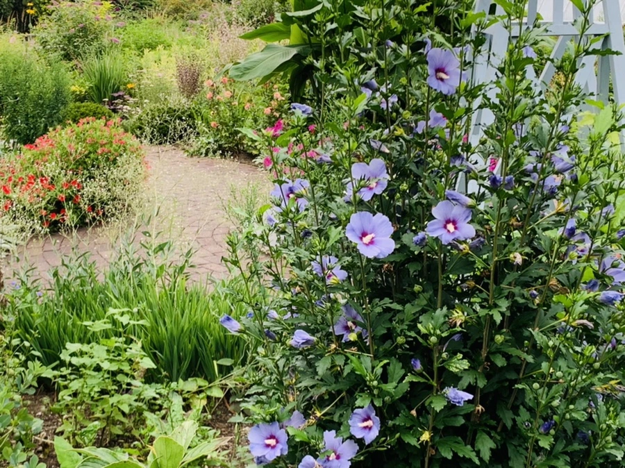 IMG_9433.jpg?type=w966