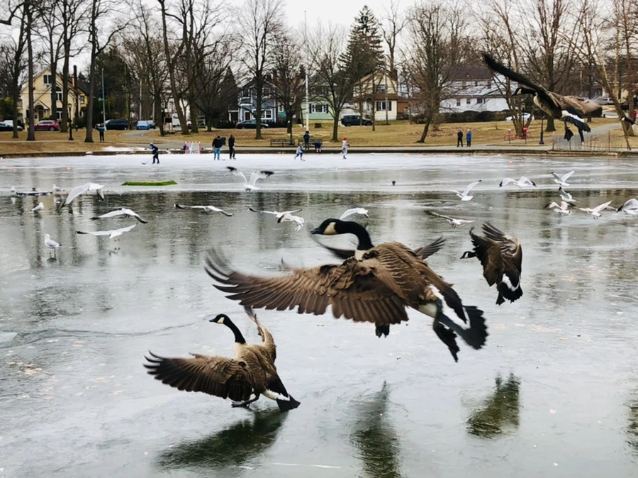 IMG_8275.jpg?type=w966