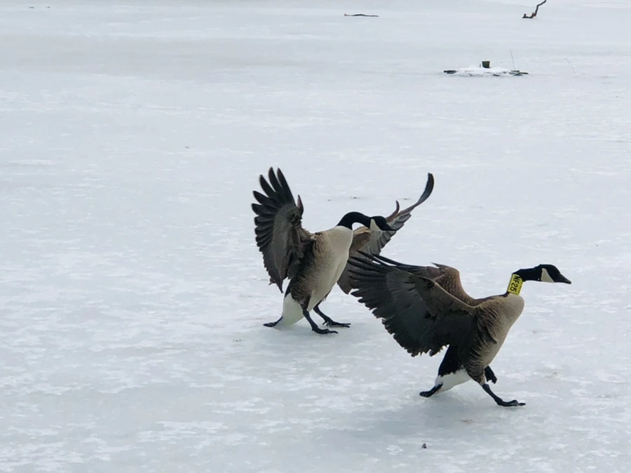 IMG_4331.jpg?type=w966