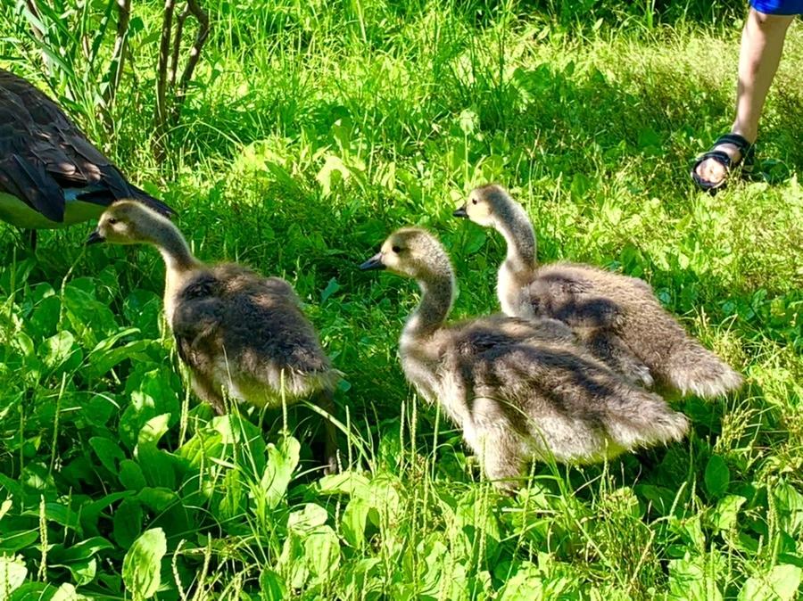 IMG_3446.jpg?type=w966