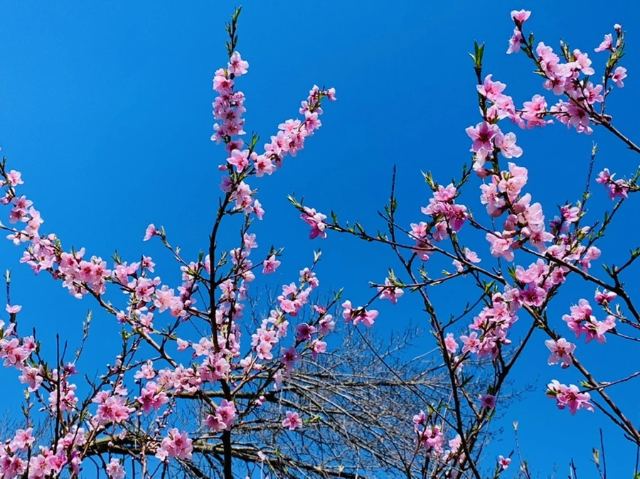 IMG_8165.jpg?type=w966