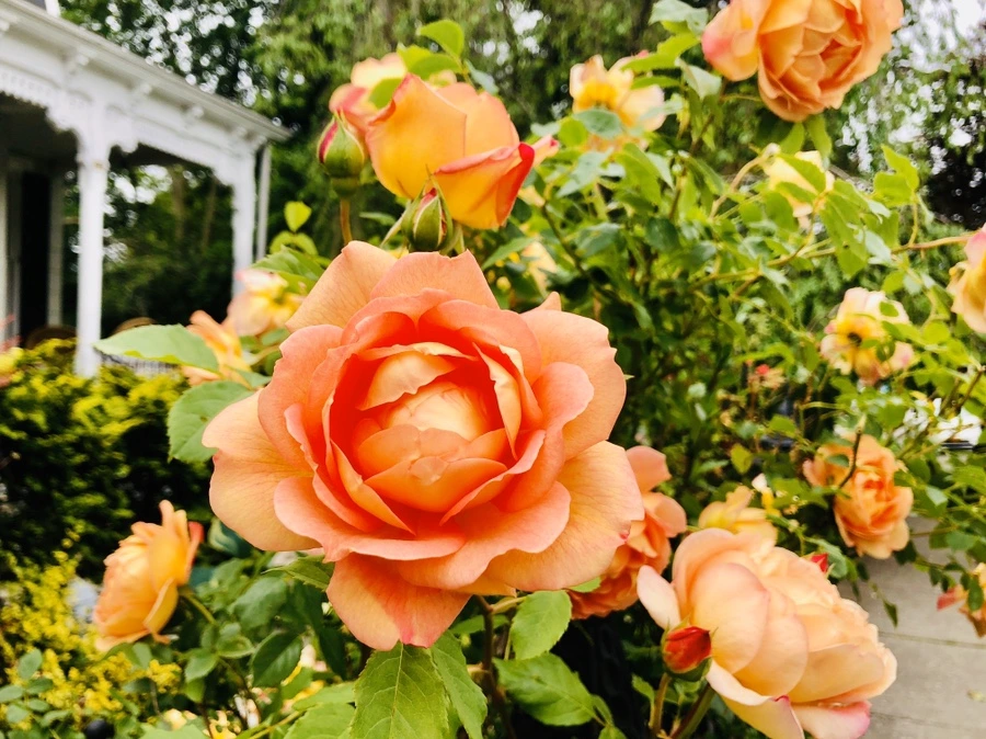 IMG_7561.jpg?type=w966