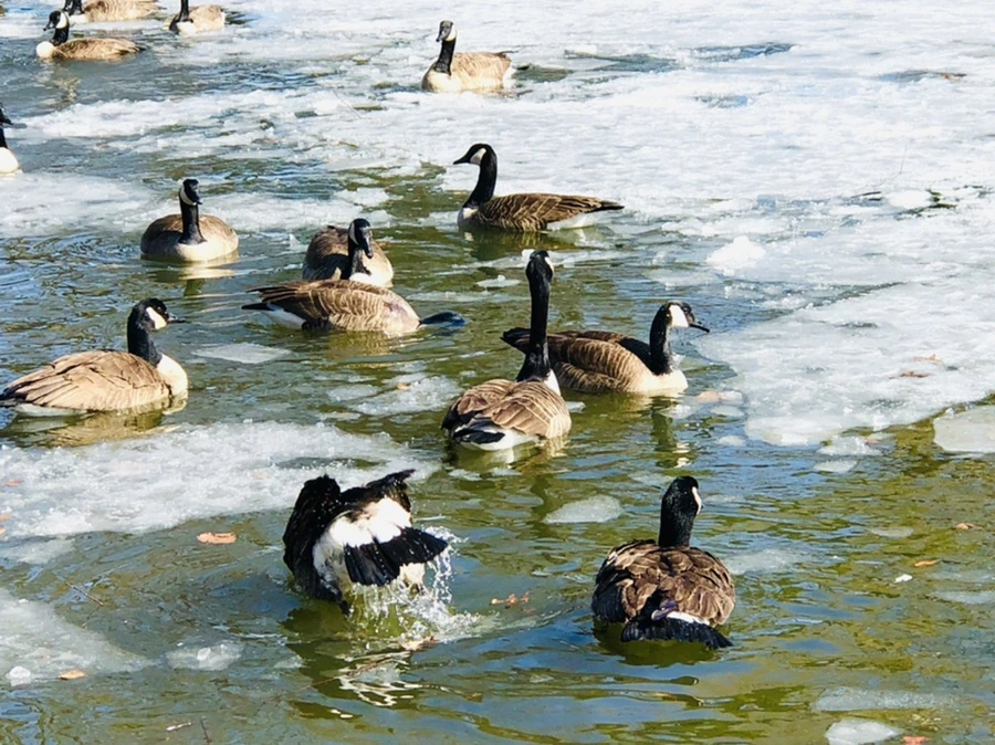 IMG_5243.jpg?type=w966