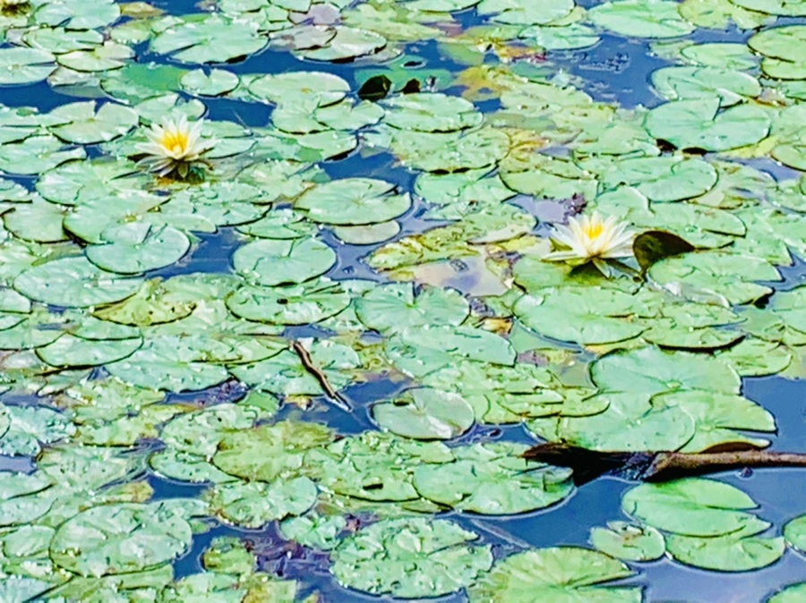 IMG_5227.jpg?type=w966