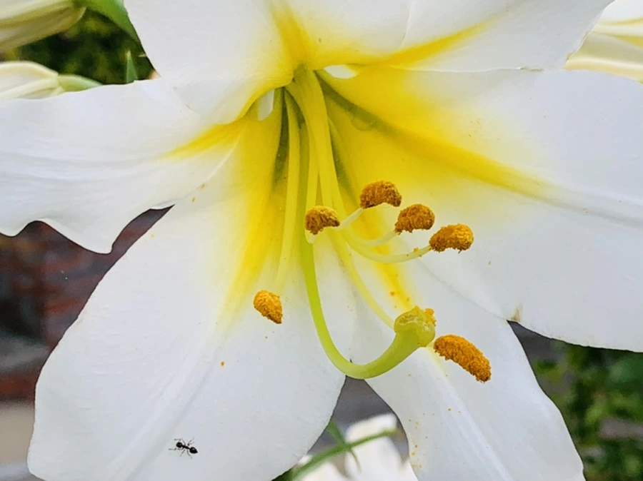 IMG_5950.jpg?type=w966