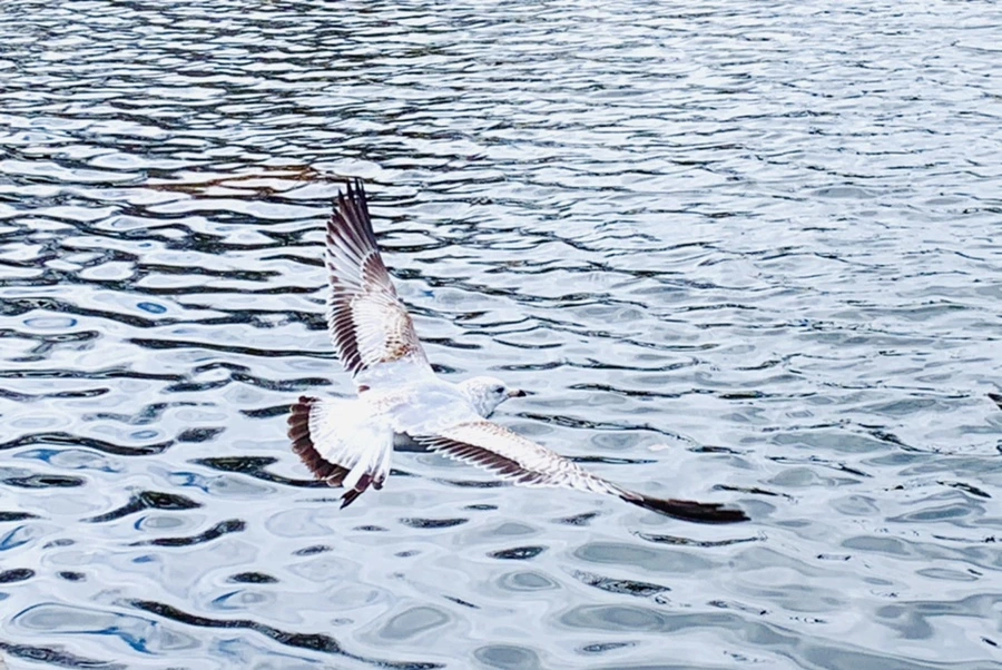 IMG_7726.jpg?type=w966