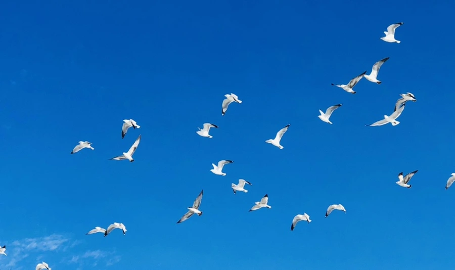 IMG_0242.jpg?type=w966