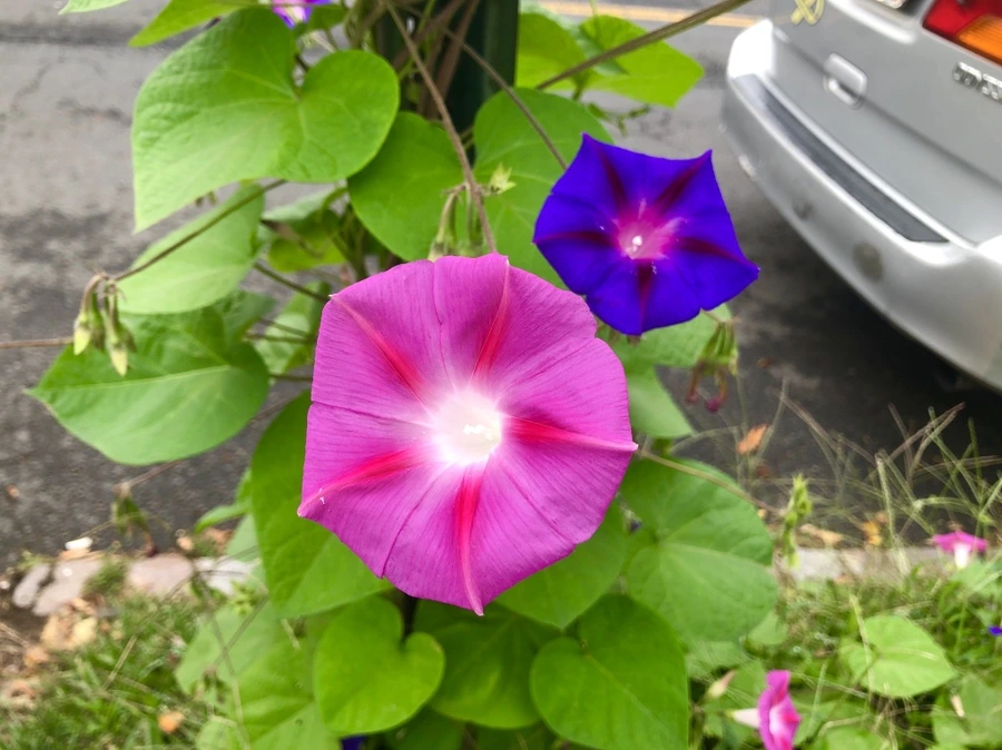 IMG_1125.jpg?type=w966