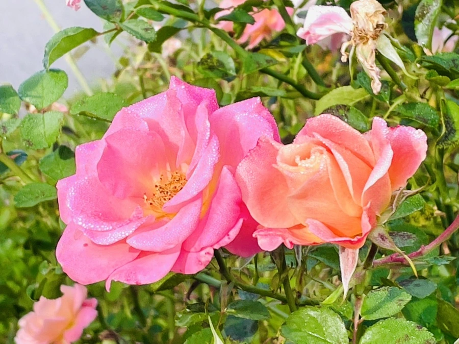 IMG_0985.jpg?type=w966