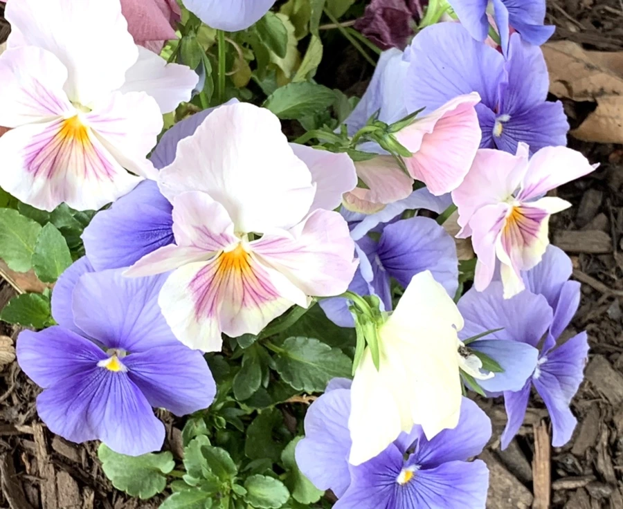 IMG_3255.jpg?type=w966