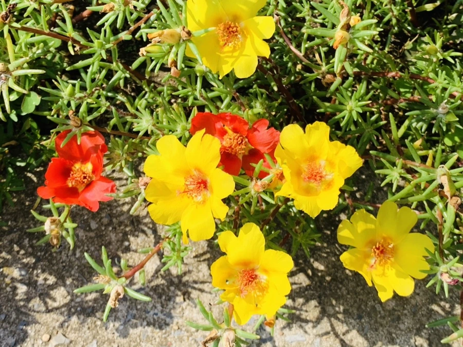 IMG_6711.jpg?type=w966