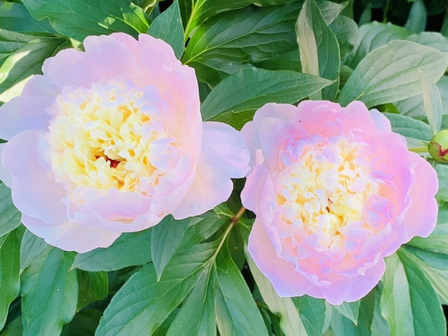 IMG_4082.jpg?type=w966