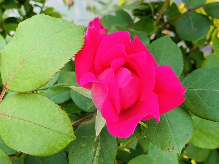 IMG_3275.jpg?type=w966