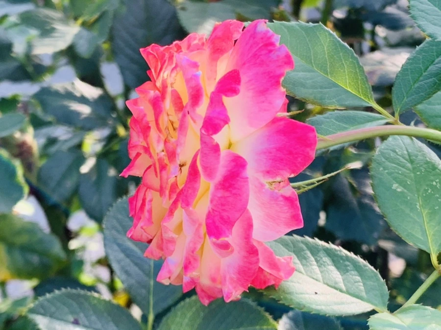 IMG_1209.jpg?type=w966