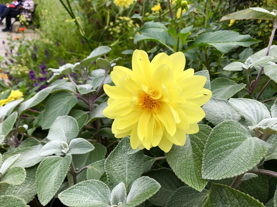 IMG_1829.jpg?type=w966