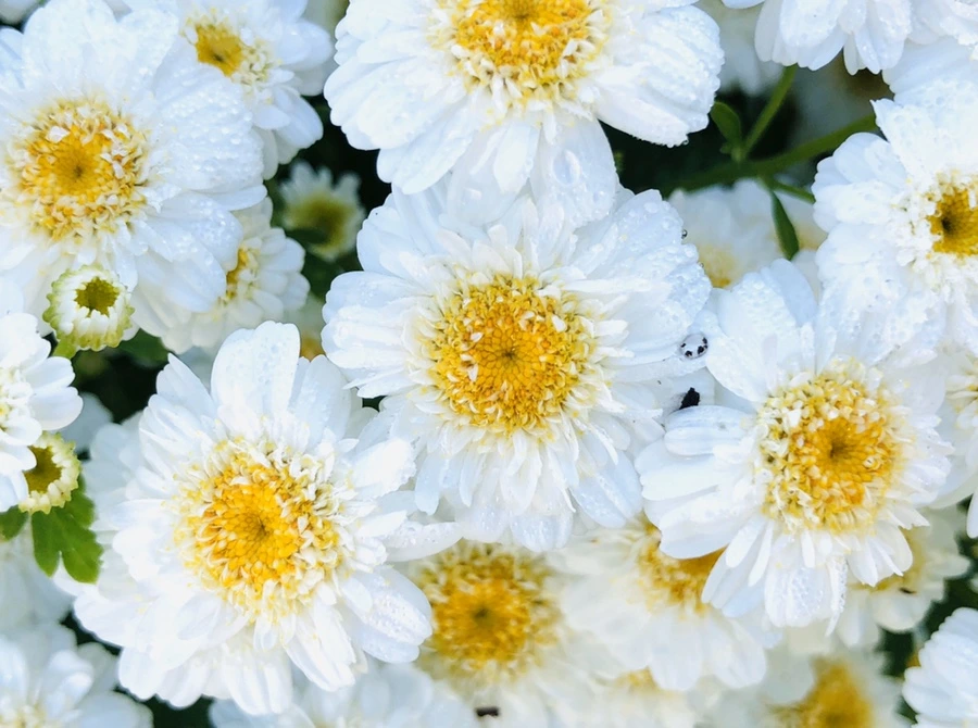 IMG_9071.jpg?type=w966