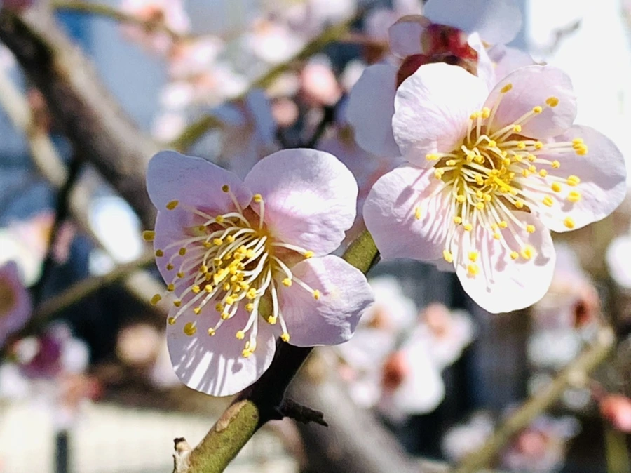 IMG_1345.jpg?type=w966