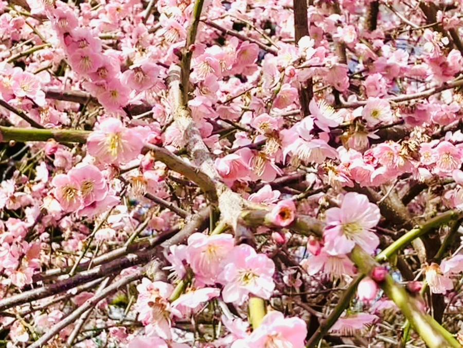 IMG_6613.jpg?type=w966