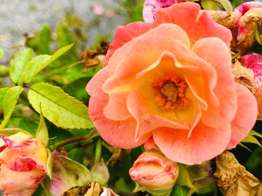 IMG_2252.jpg?type=w966