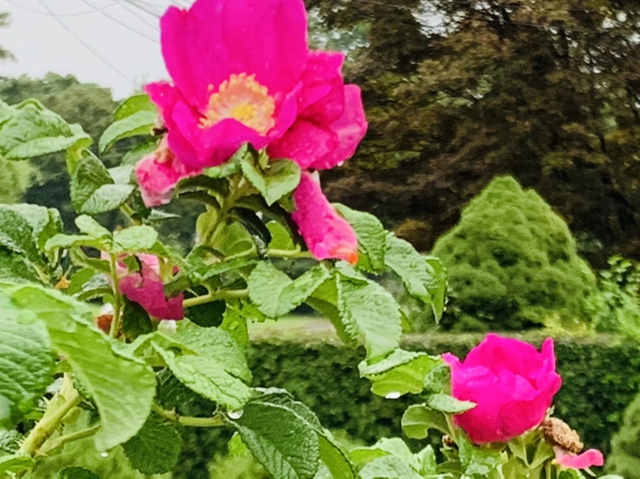 IMG_3718.jpg?type=w966