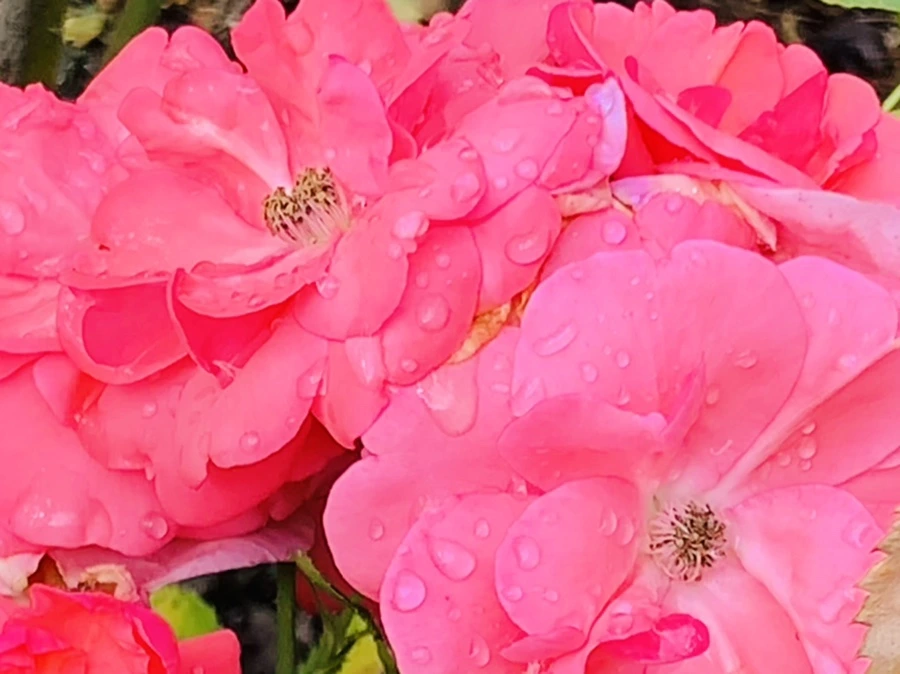 IMG_8527.jpg?type=w966