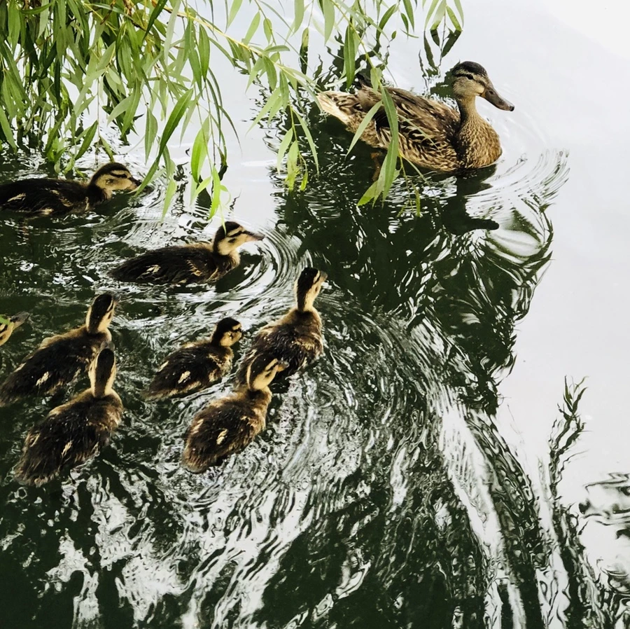 IMG_3123.jpg?type=w966