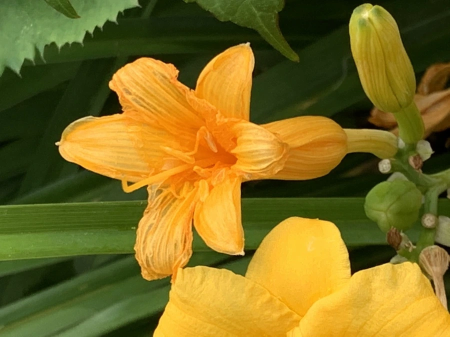 IMG_6036.jpg?type=w966