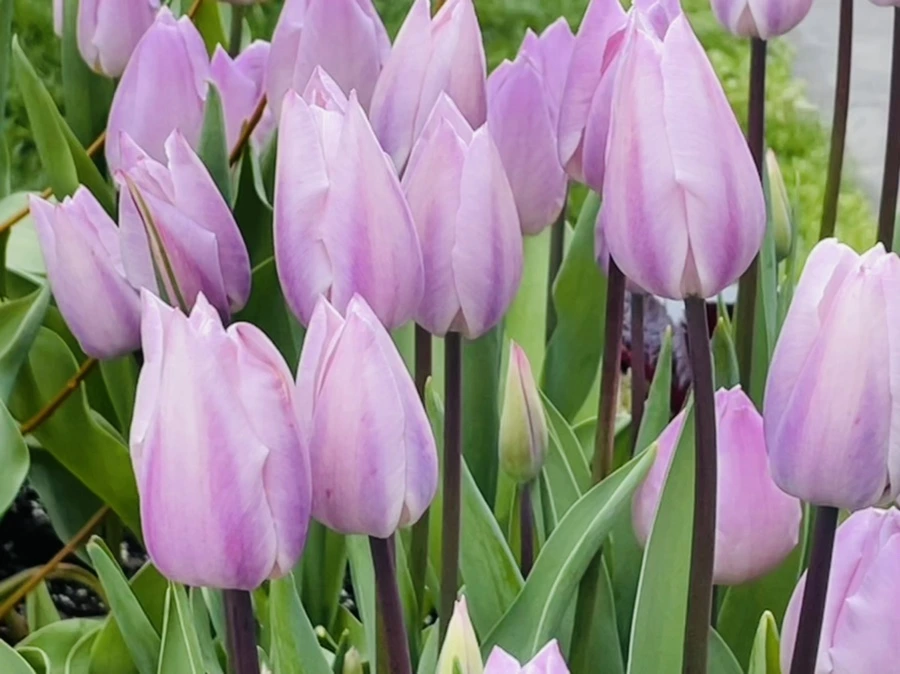 IMG_1409.jpg?type=w966