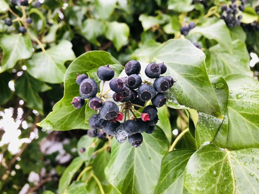 IMG_9038.jpg?type=w966