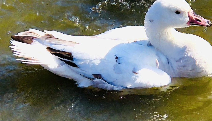 IMG_5388.jpg?type=w966