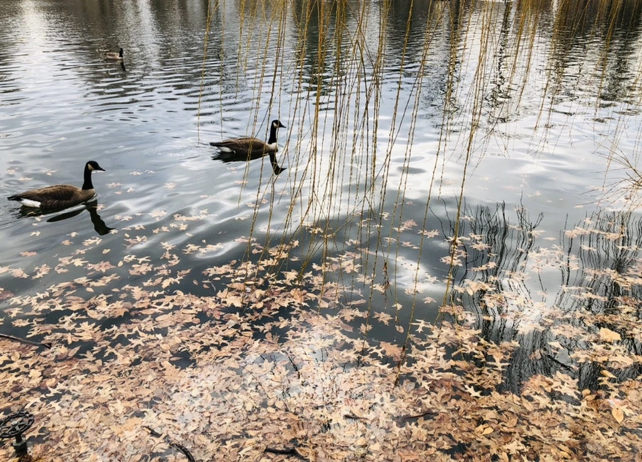 IMG_3955.jpg?type=w966