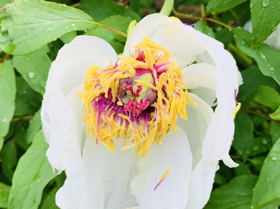 IMG_9311.jpg?type=w966