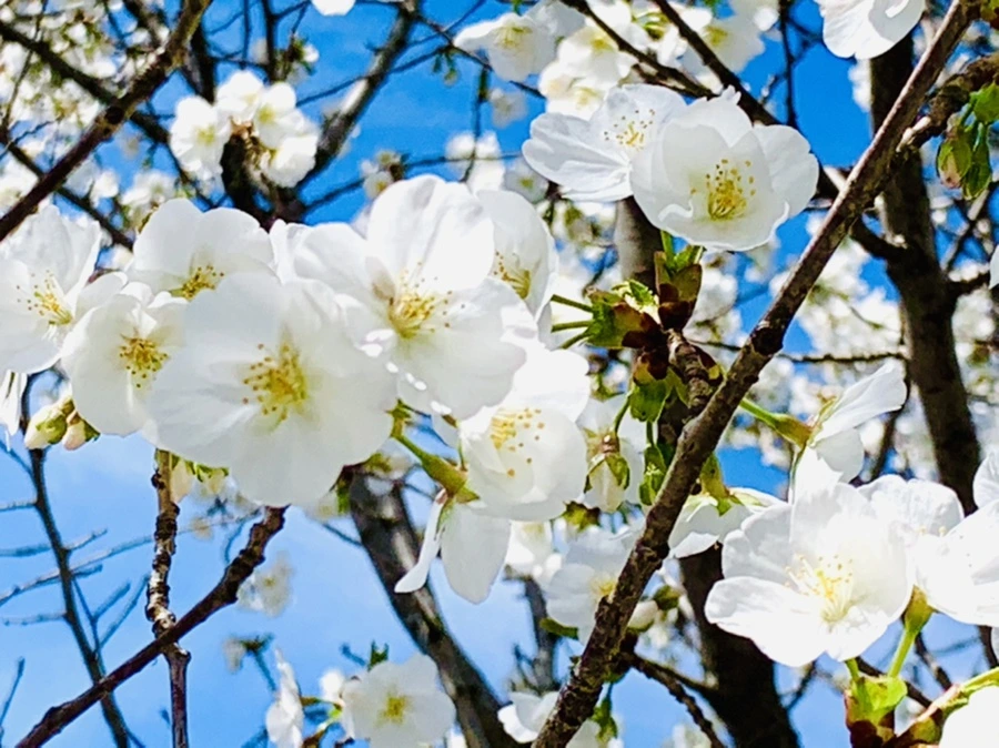 IMG_8358.jpg?type=w966