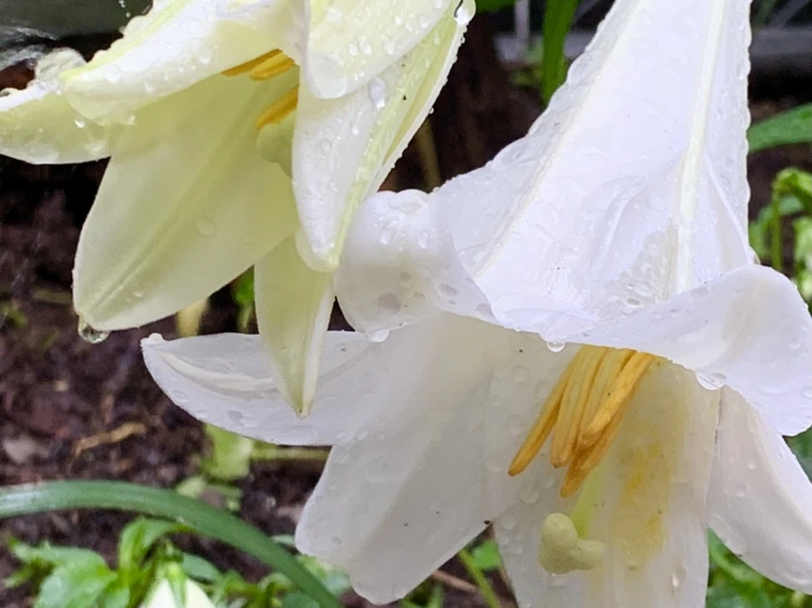 IMG_0099.jpg?type=w966