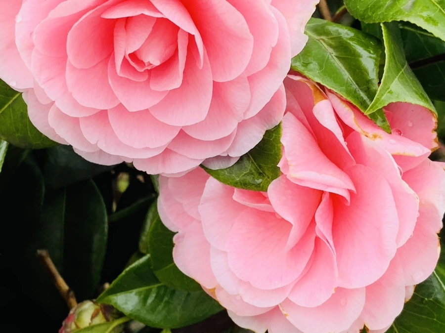 IMG_6304.jpg?type=w966