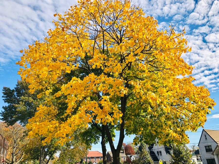 IMG_7484.jpg?type=w966