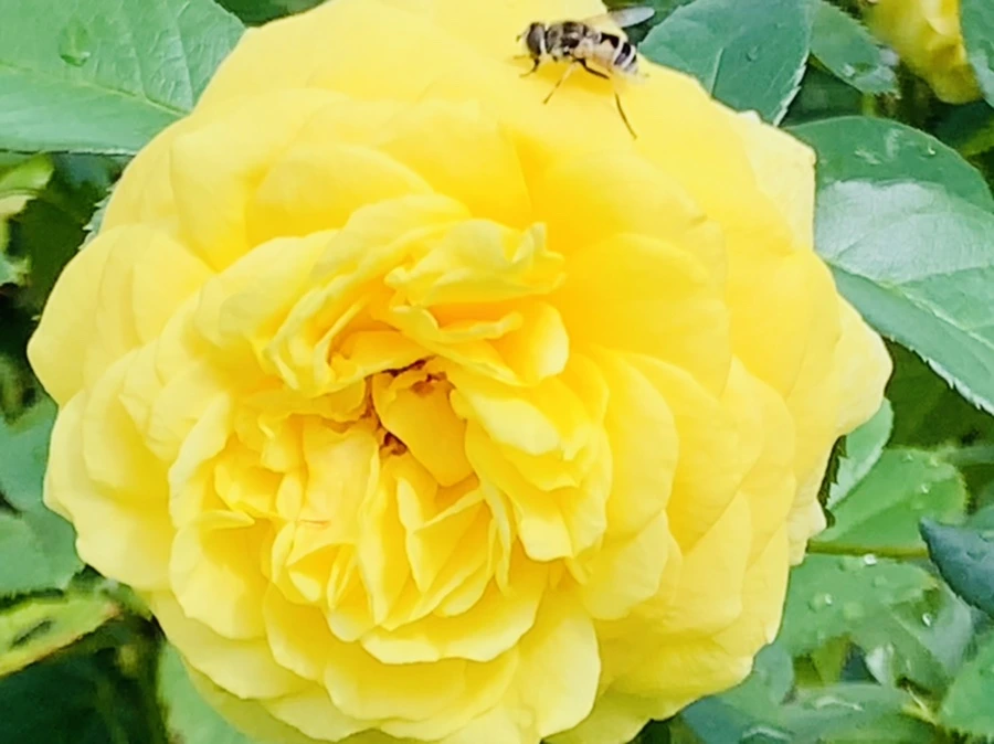 IMG_8511.jpg?type=w966