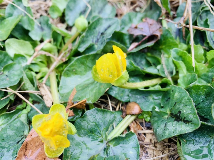 IMG_2021.jpg?type=w966