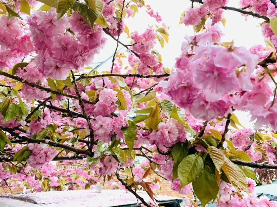 IMG_5236.jpg?type=w966