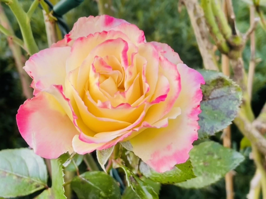 IMG_5947.jpg?type=w966