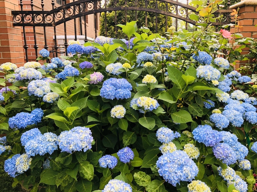 IMG_8849.jpg?type=w966