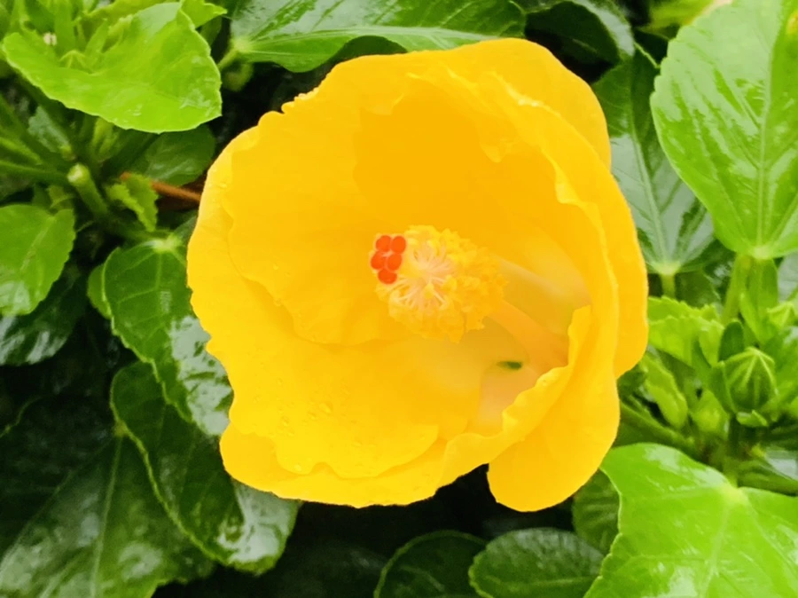 IMG_3638.jpg?type=w966