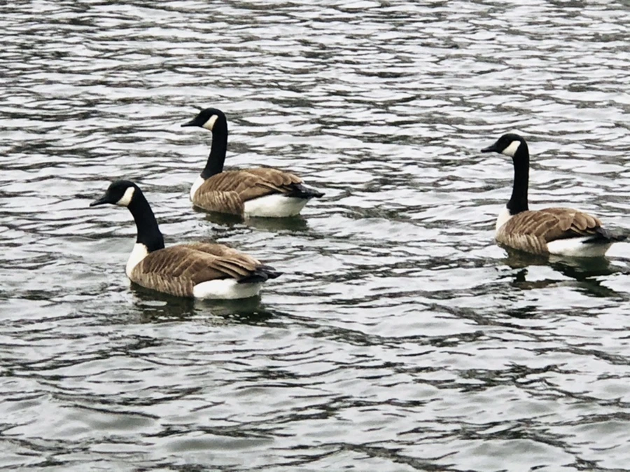 IMG_8128.jpg?type=w966