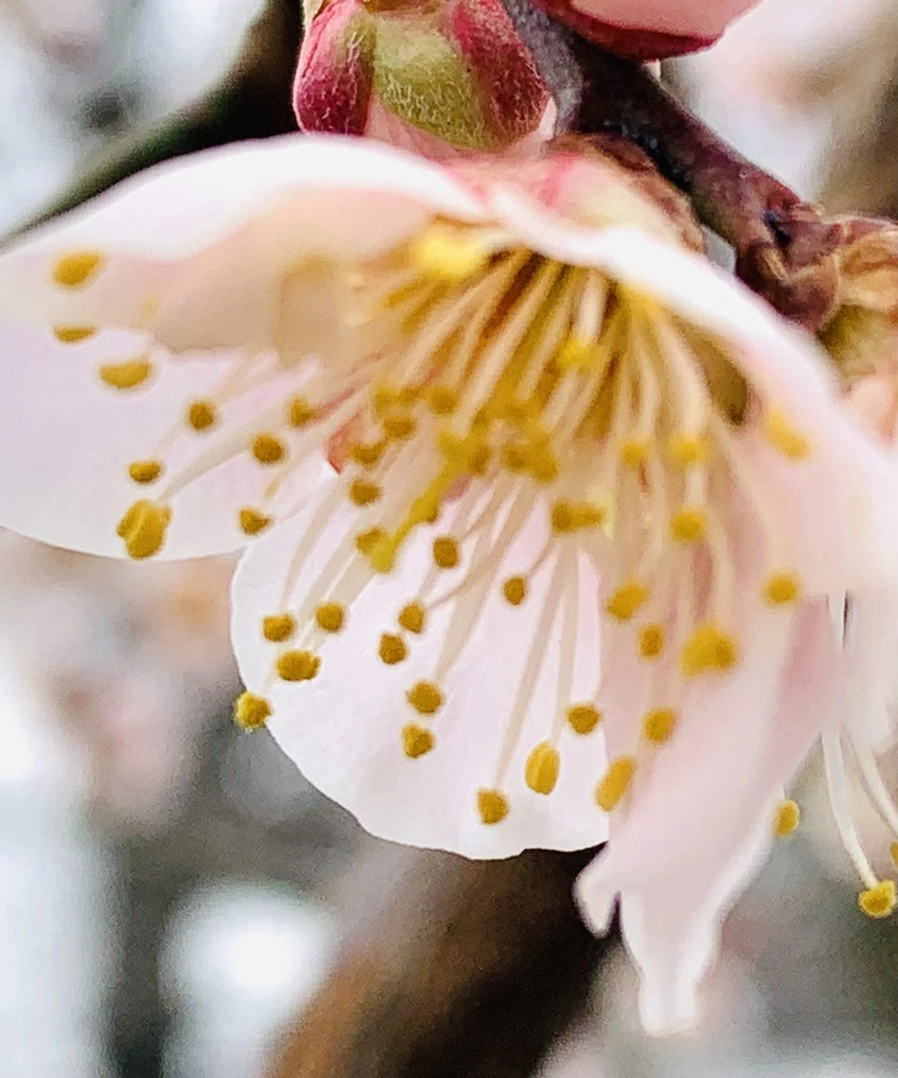 IMG_1701.jpg?type=w966