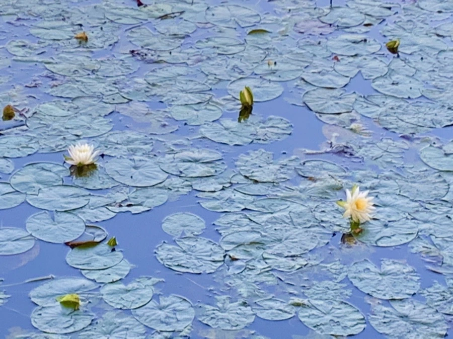 IMG_0741.jpg?type=w966