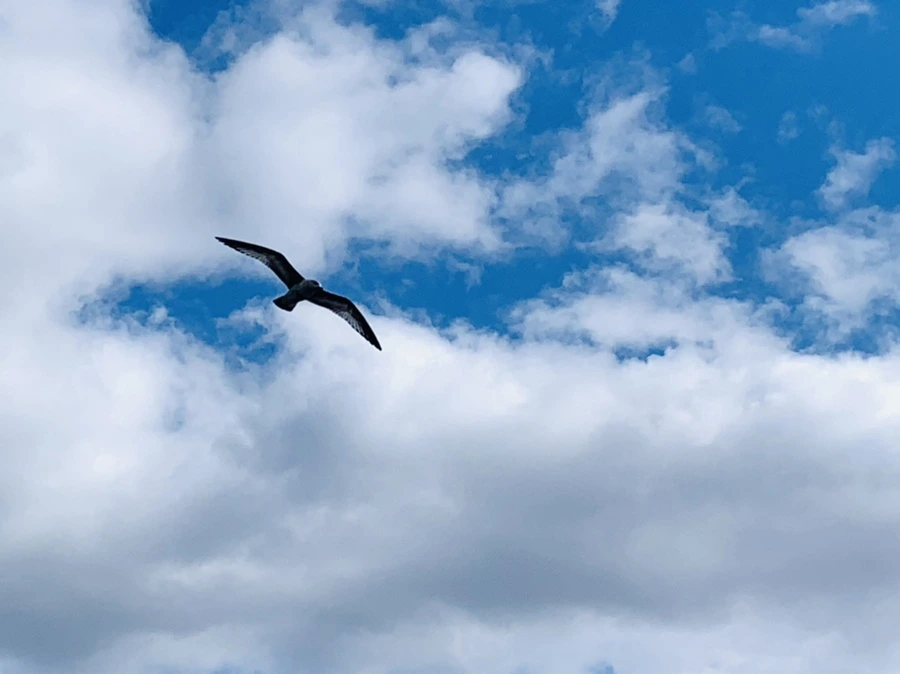 IMG_7294.jpg?type=w966