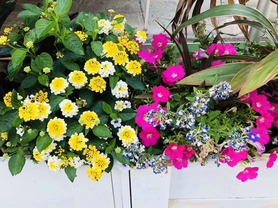 IMG_5054.jpg?type=w966